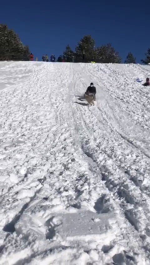 Kızağıyla Köpeğe Çarpmaktan Son Anda Kurtuldu