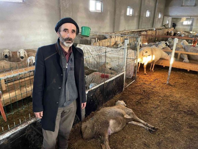 2 Haftada 80 Koyunu Telef Oldu