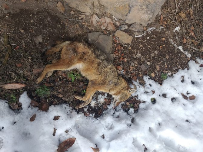 Soğuk Havalar Yaban Hayatını Olumsuz Etkiliyor