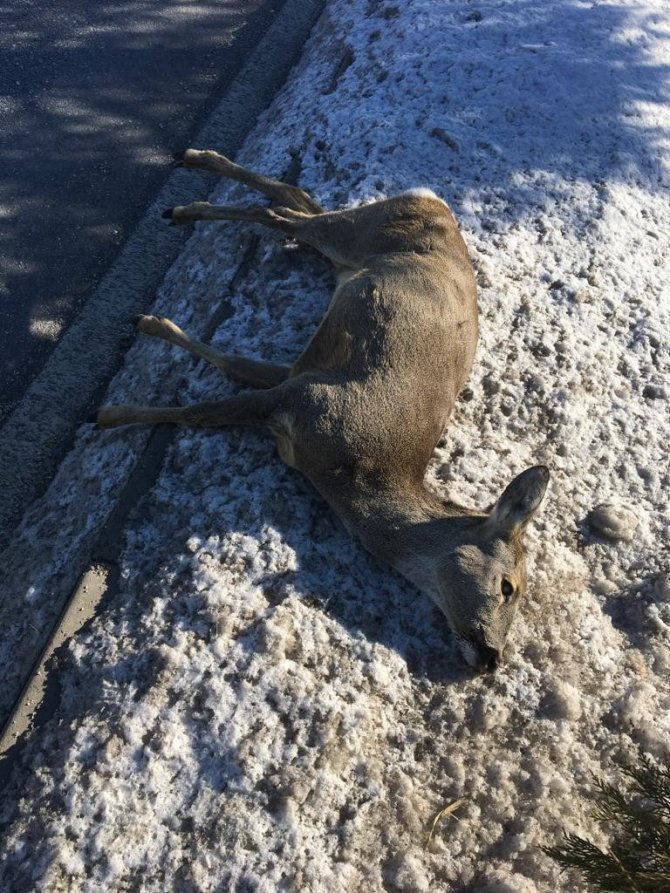 Soğuk Havalar Yaban Hayatını Olumsuz Etkiliyor