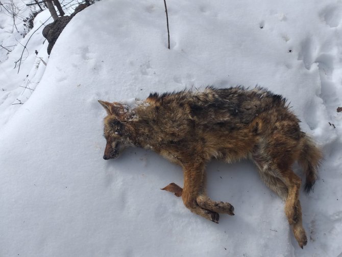 Soğuk Havalar Yaban Hayatını Olumsuz Etkiliyor