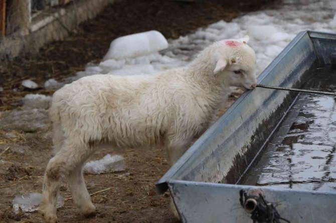 Doğumdan Sonra Anneleri Ölen Kuzulara Çocuğu Gibi Bakıyor