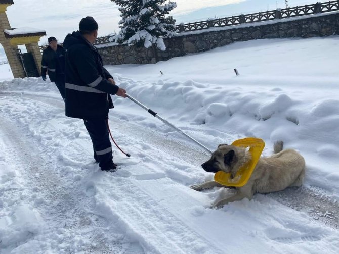 Boynuna Çöp Kutusu Kapağı Takılan Köpeği Belediye Personeli Kurtardı