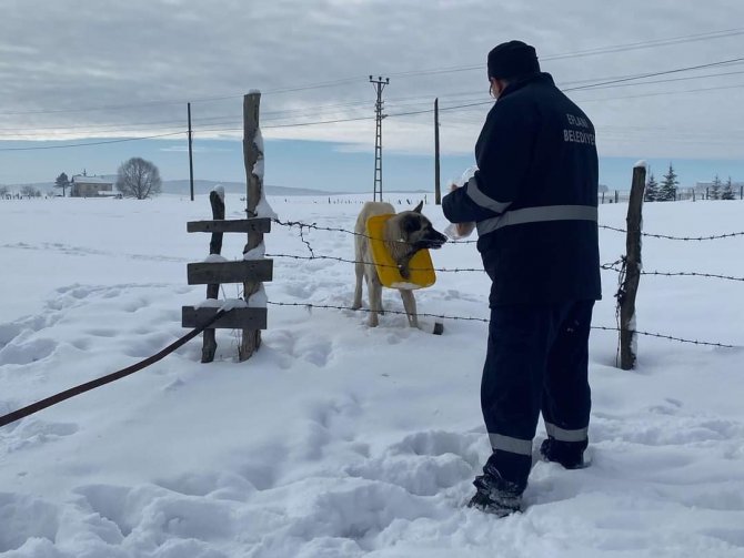 Boynuna Çöp Kutusu Kapağı Takılan Köpeği Belediye Personeli Kurtardı