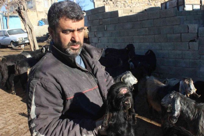 Kilis’te Gözü Alnında Olan Oğlak Öldü