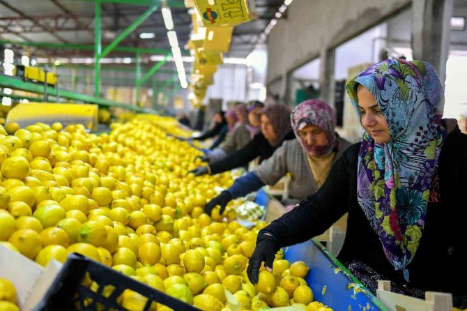 Mersin’den 4 Büyük Şehre Limon Gönderildi