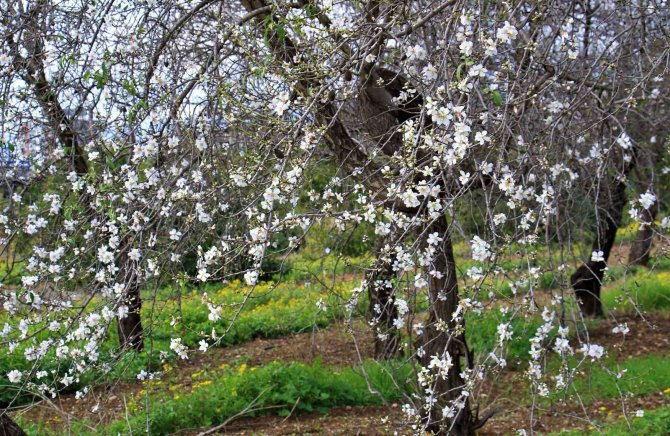 Mersin’de Bahar Havası... Badem Ağaçları Çiçek Açtı