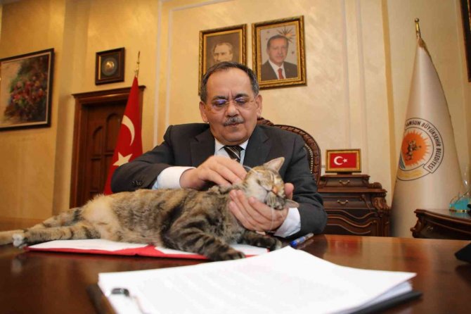 İ̇ki Şanslı Kedi: Mayıs Ve Zeytin