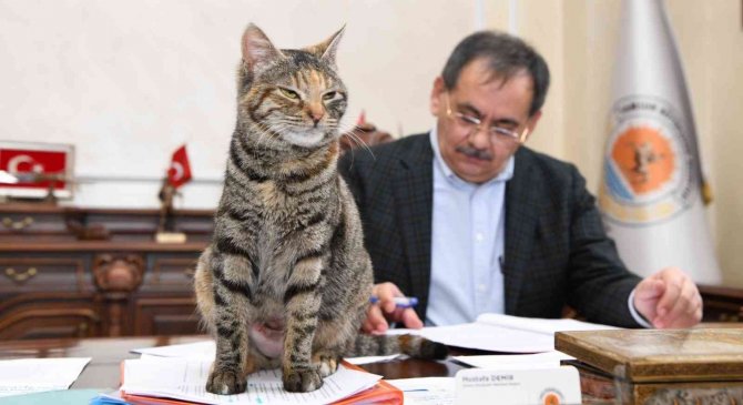İ̇ki Şanslı Kedi: Mayıs Ve Zeytin