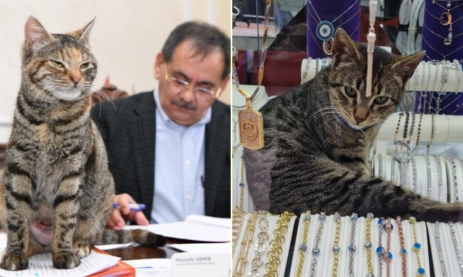 İ̇ki Şanslı Kedi: Mayıs Ve Zeytin