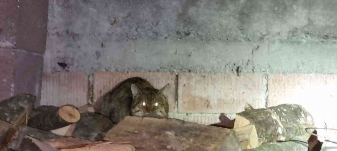 Nesli Tükendi Sanılan Yaban Kedisi Zonguldak’da Görüldü