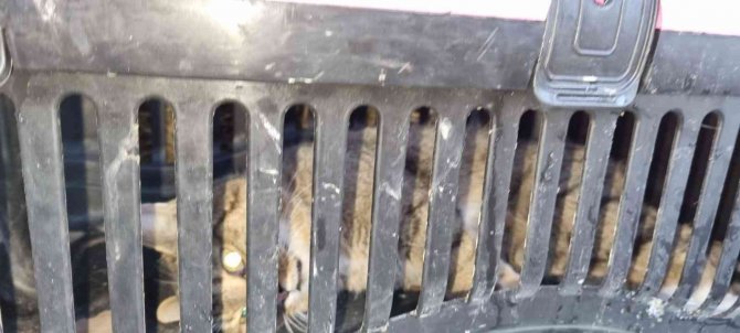 Nesli Tükendi Sanılan Yaban Kedisi Zonguldak’da Görüldü