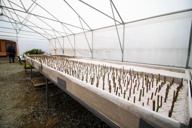 Akçaabat Belediyesi Kendi Seralarında Üretime Başladı