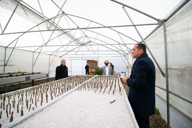 Akçaabat Belediyesi Kendi Seralarında Üretime Başladı