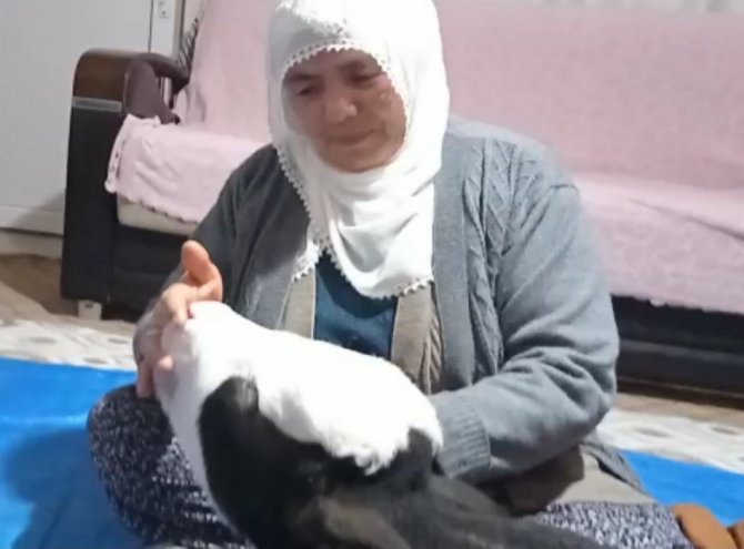 Erken Doğduğu İçin Gözleri Görmeyen Buzağıya Bebek Gibi Bakıyorlar