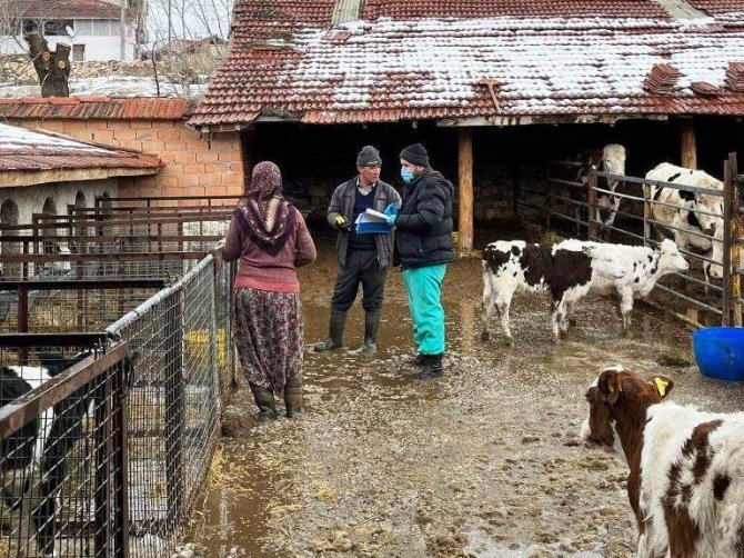 Aslanapa’da Büyükbaş Hayvanlarda Küpeleme Ve Aşılama Çalışması