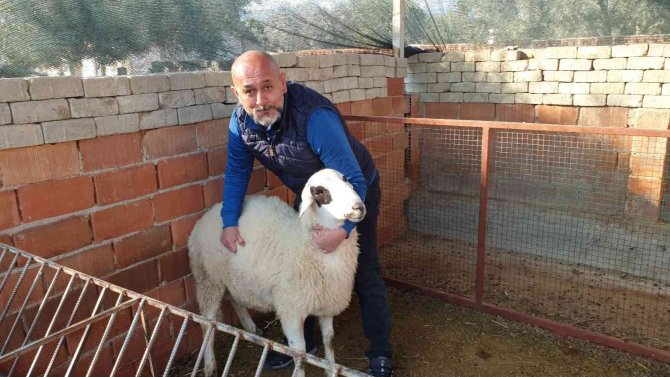 Keçi Üçüz Doğurdu, Yavrulardan Birinin Kuzu Olması Görenleri Şaşırttı