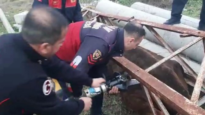 Direğe Sıkışan İneğin İmdadına İtfaiye Koştu