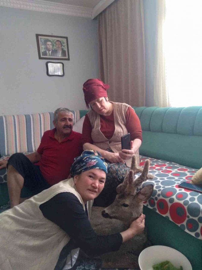 Yaralı Karacayı Evine Alıp Bebek Gibi Sevdi
