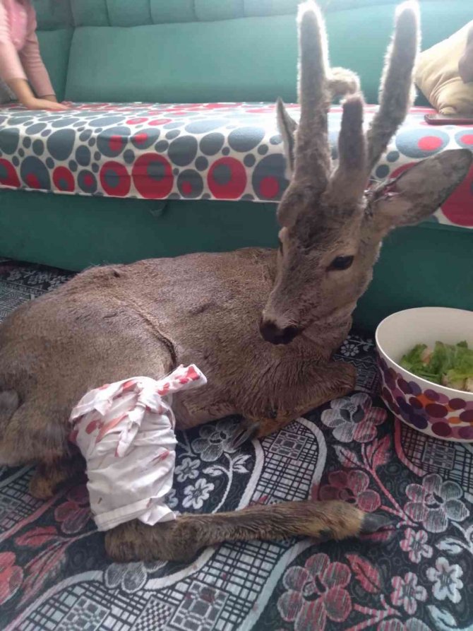 Yaralı Karacayı Evine Alıp Bebek Gibi Sevdi