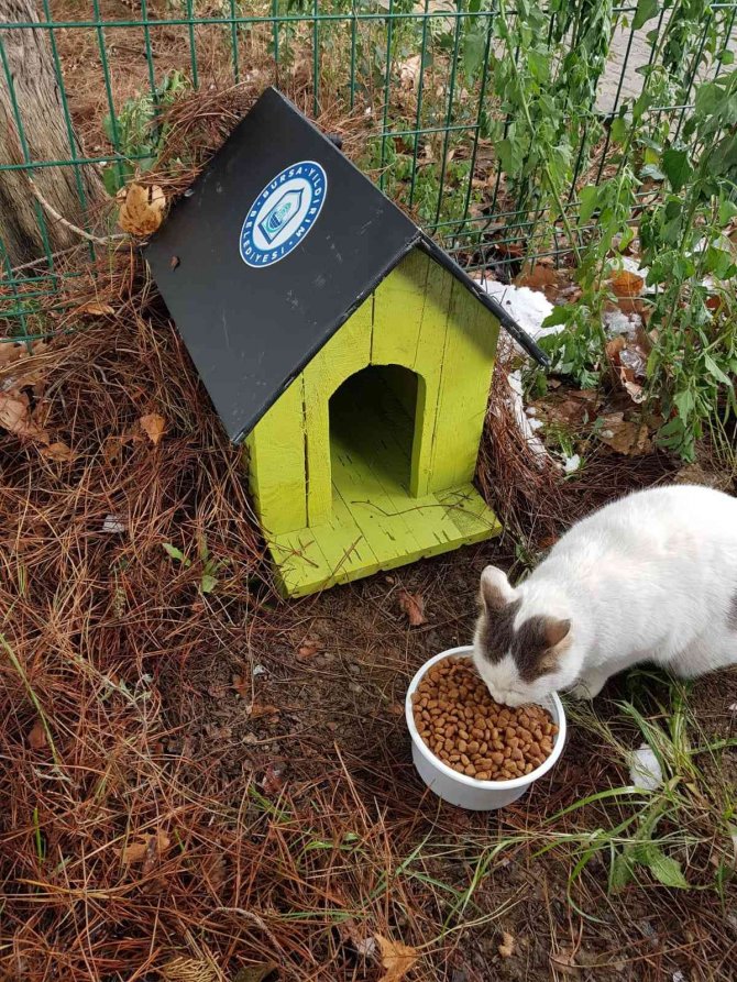 Btü Öğrencileri Sokak Hayvanlarını Unutmadı
