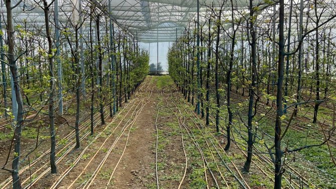 Kış Ortasında Bursa’da Erik Hasadı...tanesi 20 Liraya Satılıyor