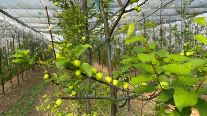 Kış Ortasında Bursa’da Erik Hasadı...tanesi 20 Liraya Satılıyor