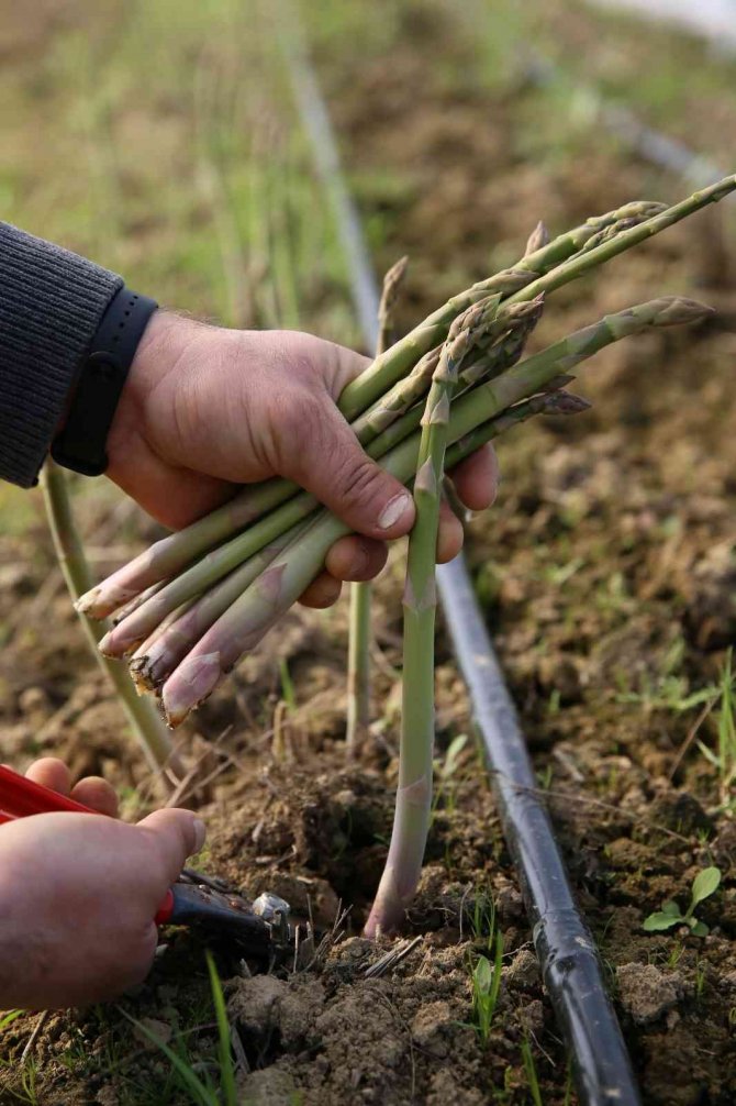 Büyükşehir’in Çiftçi Merkezi’ndeki Kuşkonmazlardan Erkenci Hasat Yapıldı