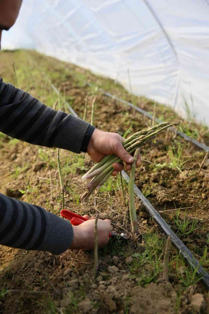 Büyükşehir’in Çiftçi Merkezi’ndeki Kuşkonmazlardan Erkenci Hasat Yapıldı