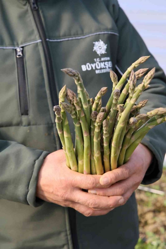 Büyükşehir’in Çiftçi Merkezi’ndeki Kuşkonmazlardan Erkenci Hasat Yapıldı