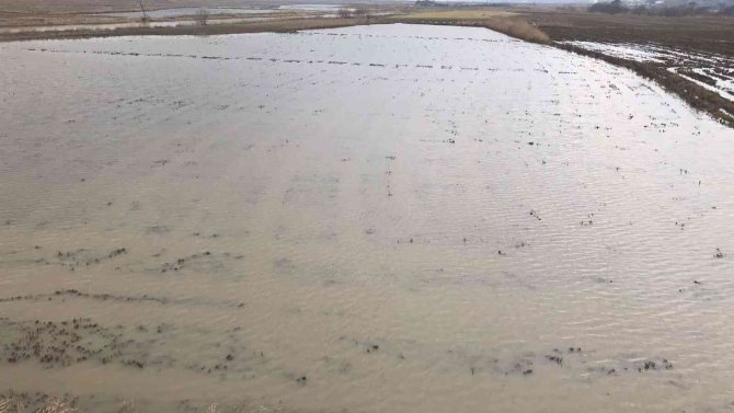 Ergene Nehri Taştı, Tarım Arazileri Su Altında Kaldı