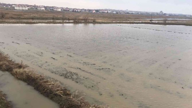 Ergene Nehri Taştı, Tarım Arazileri Su Altında Kaldı