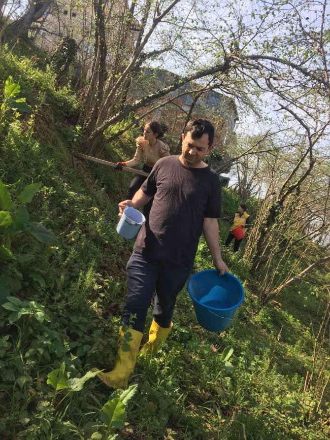 Fındıkta Rekolte Ve Randıman Artırmak İçin Bakım Önerileri