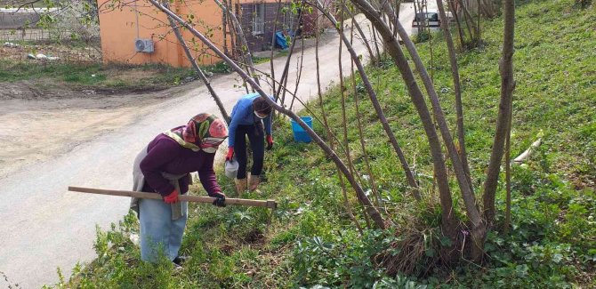Fındıkta Rekolte Ve Randıman Artırmak İçin Bakım Önerileri