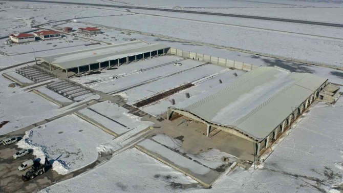 Başkan Altay: "Türkiye’nin En Büyük Hayvan Pazarlarından Birini Yapıyoruz"