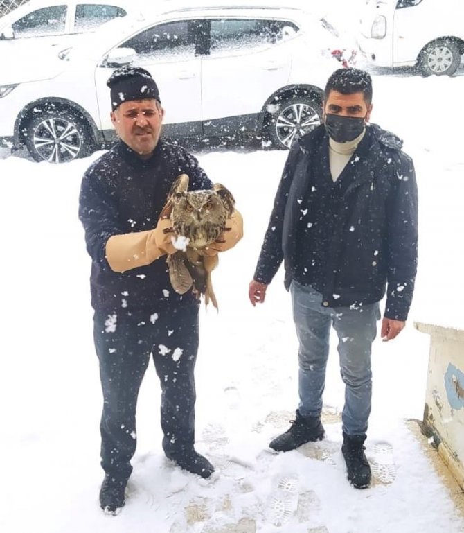 Muş’ta Yaralı Puhular Tedavi Altına Alındı