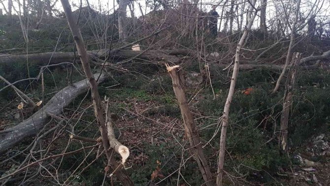Kestiği Ağacın Altında Kalan Yaşlı Adam Hayatını Kaybetti