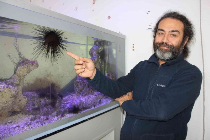Uzun Dikenli Deniz Kestanesi Ve Aslan Balığı Mersin Sahillerine Yerleşti