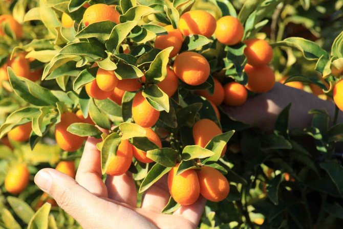 İ̇talyanlar Talip Oldu