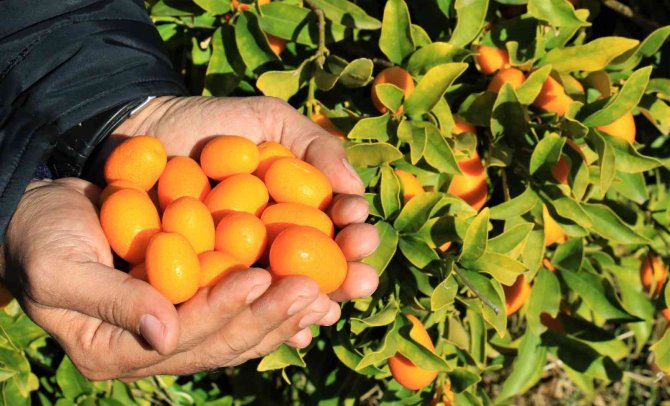 İ̇talyanlar Talip Oldu