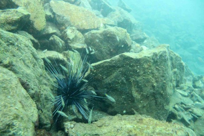 Uzun Dikenli Deniz Kestanesi Ve Aslan Balığı Mersin Sahillerine Yerleşti