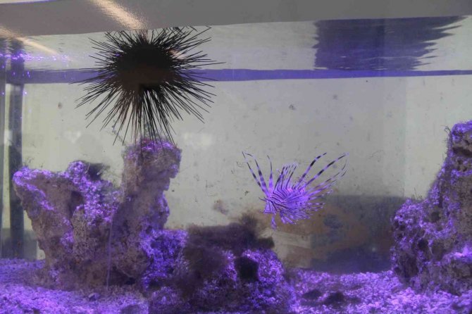 Uzun Dikenli Deniz Kestanesi Ve Aslan Balığı Mersin Sahillerine Yerleşti