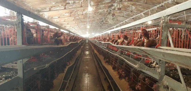 İ̇l Tarım Ve Orman Müdürü Çataklı, Tavuk Çiftliğini İnceledi