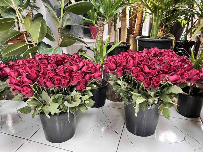 "Sevgililer Günü’nde En Ucuz Gül 30 Tl’den Satılacak"