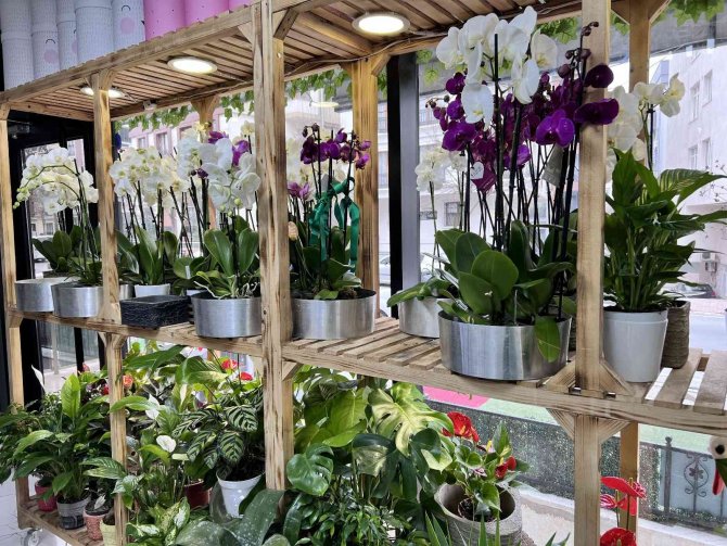 "Sevgililer Günü’nde En Ucuz Gül 30 Tl’den Satılacak"