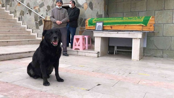 Ölen Sahibinin Tabutunun Başından Biran Olsun Ayrılmadı