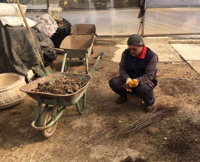 Döşemealtı’nda Bakıma Alınan Fidanlar Toprakla Buluşacak