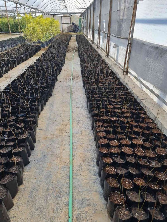 Döşemealtı’nda Bakıma Alınan Fidanlar Toprakla Buluşacak