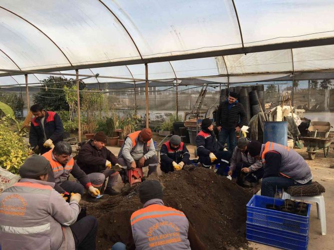 Döşemealtı’nda Bakıma Alınan Fidanlar Toprakla Buluşacak