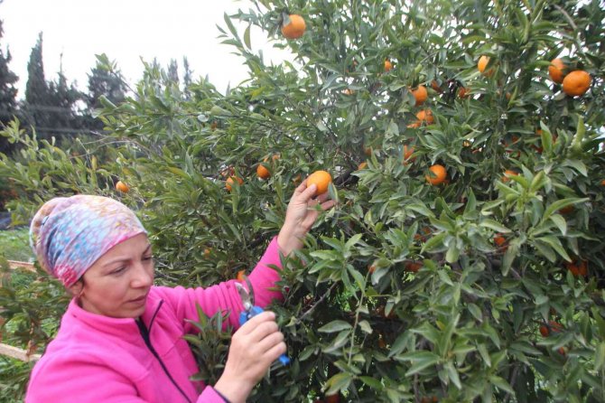 Mandalinalara Dijital Kimliklendirme Projesi